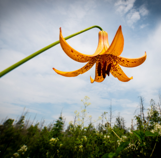 Sans titre (327 x 320 px) (5)